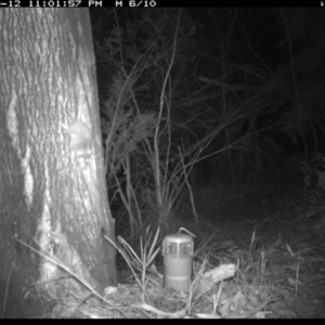 Antechinus agilis at Merimbula, NSW - 12 Sep 2017 11:01 PM