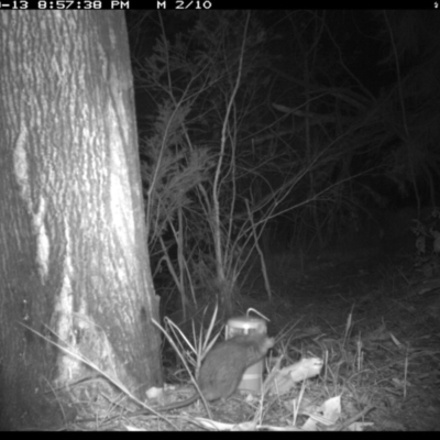 Unidentified Mammal at Merimbula, NSW - 13 Sep 2017 by ibaird