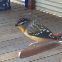 Pardalotus punctatus (Spotted Pardalote) at Wallagoot, NSW - 16 Sep 2017 by JCAhmat