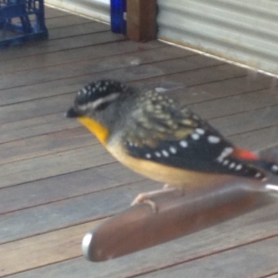 Pardalotus punctatus (Spotted Pardalote) at Wallagoot, NSW - 16 Sep 2017 by JCAhmat