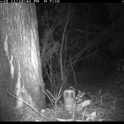 Unidentified Mammal at Merimbula, NSW - 13 Sep 2017 by ibaird