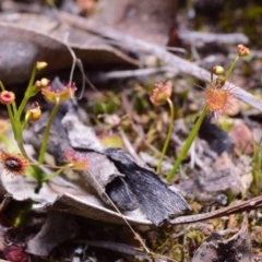 Drosera (genus) (A Sundew) at Canberra Central, ACT - 16 Sep 2017 by RobertD