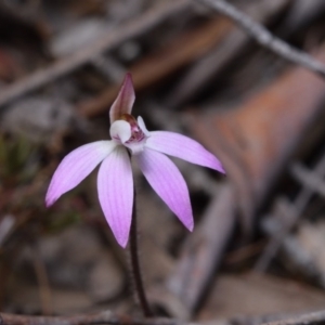 Caladenia fuscata at Canberra Central, ACT - suppressed