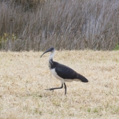 Threskiornis spinicollis (Straw-necked Ibis) at Millingandi, NSW - 30 Aug 2017 by JulesPhotographer