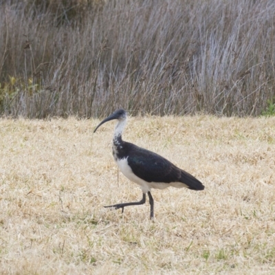 Threskiornis spinicollis (Straw-necked Ibis) at Millingandi, NSW - 30 Aug 2017 by JulesPhotographer