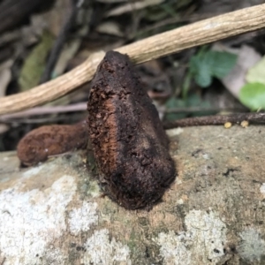 Bolete sp. at Berrambool, NSW - 16 Sep 2017