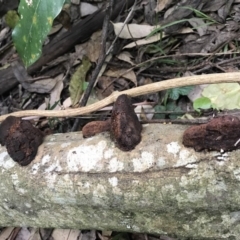 Bolete sp. at Berrambool, NSW - 16 Sep 2017