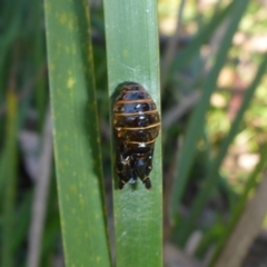 Jalmenus evagoras (TBC) at Yurammie State Forest - 30 Apr 2017 by JanetRussell
