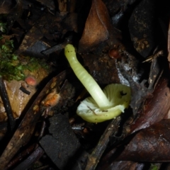Hygrocybe sp. at Goodenia Rainforest Walk - 30 Apr 2017 12:02 PM