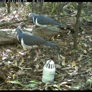 Leucosarcia melanoleuca at Merimbula, NSW - 13 Sep 2017