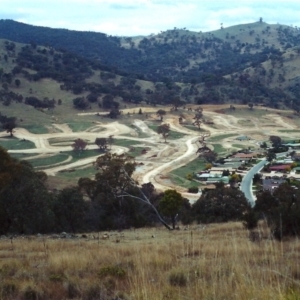 Eucalyptus blakelyi at Conder, ACT - 15 Sep 2001