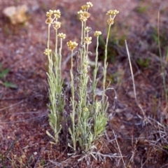 Pseudognaphalium luteoalbum (Jersey Cudweed) at Conder, ACT - 21 Nov 1999 by michaelb