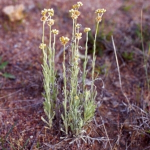 Pseudognaphalium luteoalbum at Conder, ACT - 22 Nov 1999