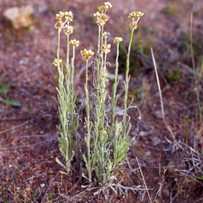 Pseudognaphalium luteoalbum (Jersey Cudweed) at Tuggeranong Hill - 21 Nov 1999 by michaelb