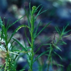 Senecio diaschides (Erect Groundsel) at Rob Roy Range - 18 Dec 2000 by michaelb