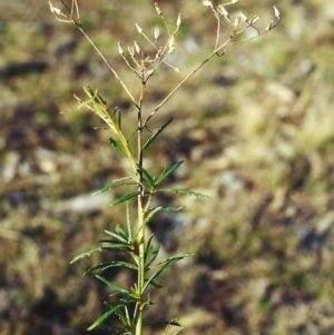 Senecio diaschides at Conder, ACT - 3 Aug 2001