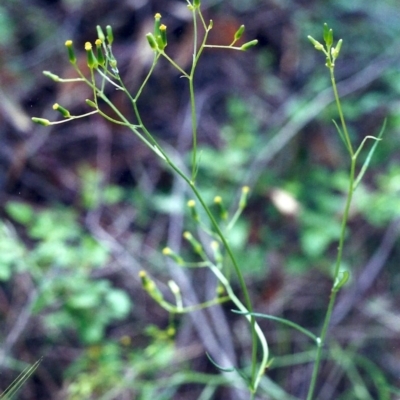 Senecio sp. (A Fireweed) at Tuggeranong Hill - 20 Nov 2000 by michaelb