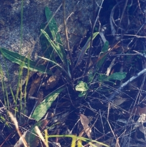 Senecio sp. at Conder, ACT - 21 Nov 2000