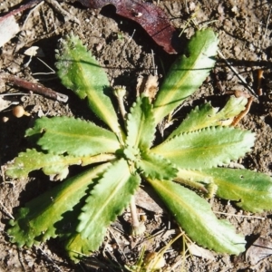 Solenogyne dominii at Conder, ACT - 22 Oct 1999