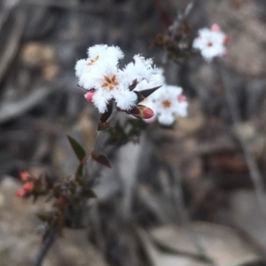 Leucopogon virgatus at Kambah, ACT - 17 Sep 2017 10:31 AM