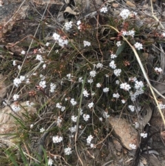 Leucopogon virgatus at Kambah, ACT - 17 Sep 2017