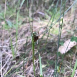 Pterostylis pedunculata at Merimbula, NSW - suppressed