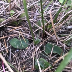 Pterostylis pedunculata at Merimbula, NSW - suppressed