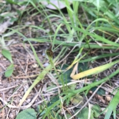 Pterostylis pedunculata at Merimbula, NSW - suppressed