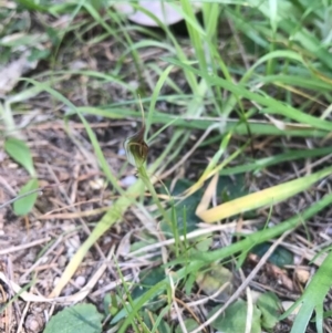 Pterostylis pedunculata at Merimbula, NSW - suppressed