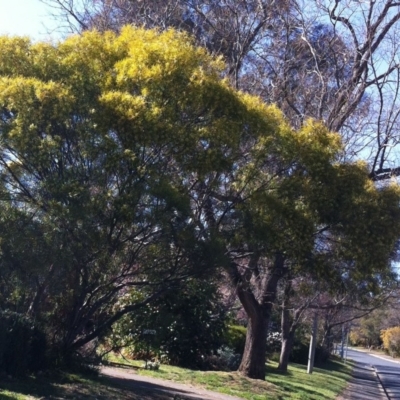 Acacia floribunda (White Sally Wattle, Gossamer Wattle) at Hughes, ACT - 16 Sep 2017 by ruthkerruish