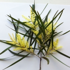 Acacia floribunda at Hughes, ACT - 17 Sep 2017 12:00 AM