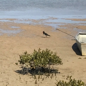 Haematopus longirostris at Merimbula, NSW - 17 Sep 2017