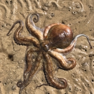 Octopus australis at Merimbula, NSW - suppressed