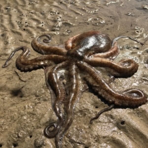 Octopus australis at Merimbula, NSW - suppressed