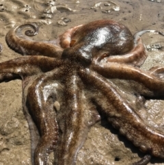 Octopus australis at Merimbula, NSW - 17 Sep 2017