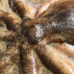 Octopus australis at Merimbula, NSW - 17 Sep 2017