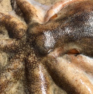 Octopus australis at Merimbula, NSW - suppressed