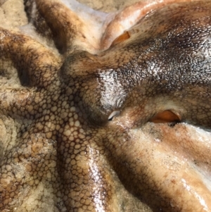 Octopus australis at Merimbula, NSW - 17 Sep 2017