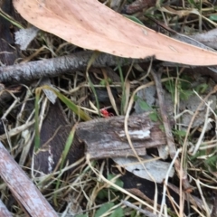 Trombidiidae sp. (family) (Red velvet mite) at Mirador, NSW - 17 Sep 2017 by lyndz