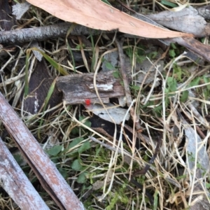 Trombidiidae (family) at Mirador, NSW - 17 Sep 2017