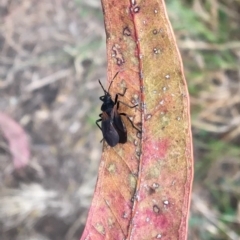 Oncopeltus (Oncopeltus) sordidus (Milk vine bug) at Merimbula, NSW - 17 Sep 2017 by lyndz
