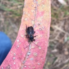 Oncopeltus (Oncopeltus) sordidus at Merimbula, NSW - 17 Sep 2017 11:08 AM