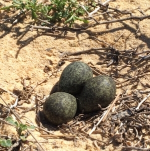 Vanellus miles at Merimbula, NSW - 17 Sep 2017 11:11 AM