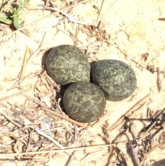 Vanellus miles at Merimbula, NSW - 17 Sep 2017 11:11 AM