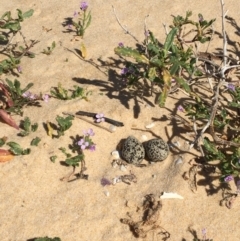 Anarhynchus ruficapillus (Red-capped Plover) at Merimbula, NSW - 17 Sep 2017 by lyndz