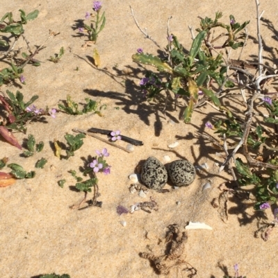 Anarhynchus ruficapillus (Red-capped Plover) at Merimbula, NSW - 17 Sep 2017 by lyndz