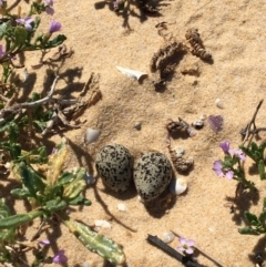 Anarhynchus ruficapillus at Merimbula, NSW - 17 Sep 2017