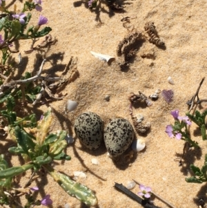 Anarhynchus ruficapillus at Merimbula, NSW - 17 Sep 2017