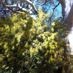 Acacia rubida (Red-stemmed Wattle, Red-leaved Wattle) at Hughes, ACT - 16 Sep 2017 by ruthkerruish