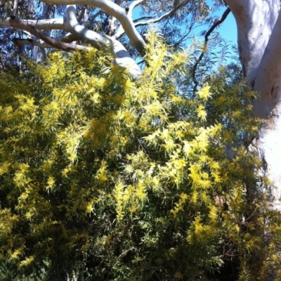 Acacia rubida (Red-stemmed Wattle, Red-leaved Wattle) at Hughes, ACT - 17 Sep 2017 by ruthkerruish